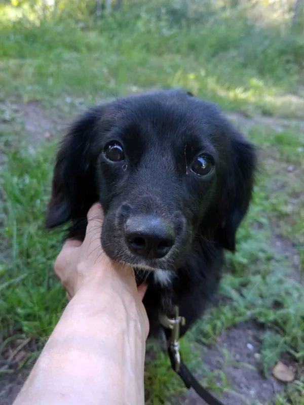 Pies do adopcji, Włocławek, 22 maja 2025 (5/5)