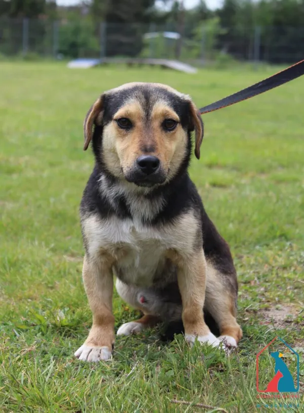 Pies do adopcji, Grudziądz, 21 maja 2025