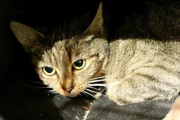 Znaleziono kota, Wałbrzych, 21 maja 2025 (1/2)