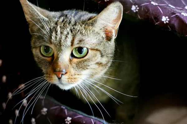 Znaleziono kota, Wałbrzych, 21 maja 2025 (2/2)