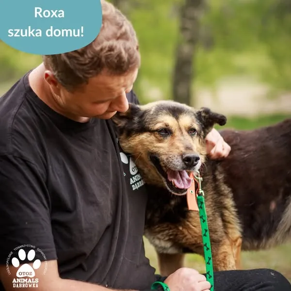 Pies do adopcji, Dąbrówka, 23 maja 2025 (2/5)