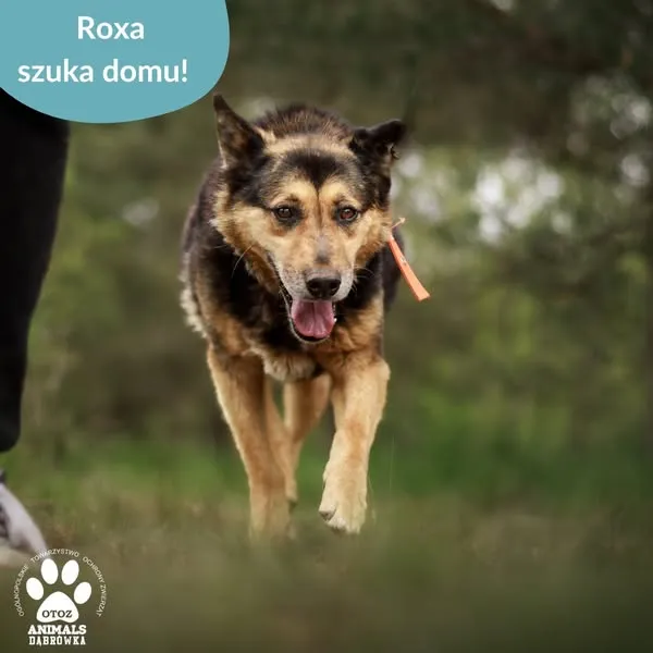 Pies do adopcji, Dąbrówka, 23 maja 2025 (4/5)