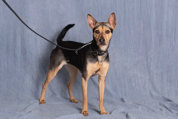 Pies do adopcji, Gdańsk, 22 maja 2025