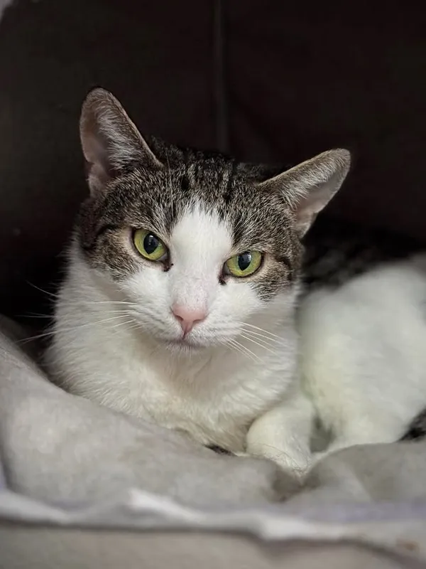 Znaleziono kota, Lublin, 21 maja 2025