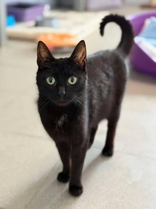 Znaleziono kota, Lublin, 22 maja 2025