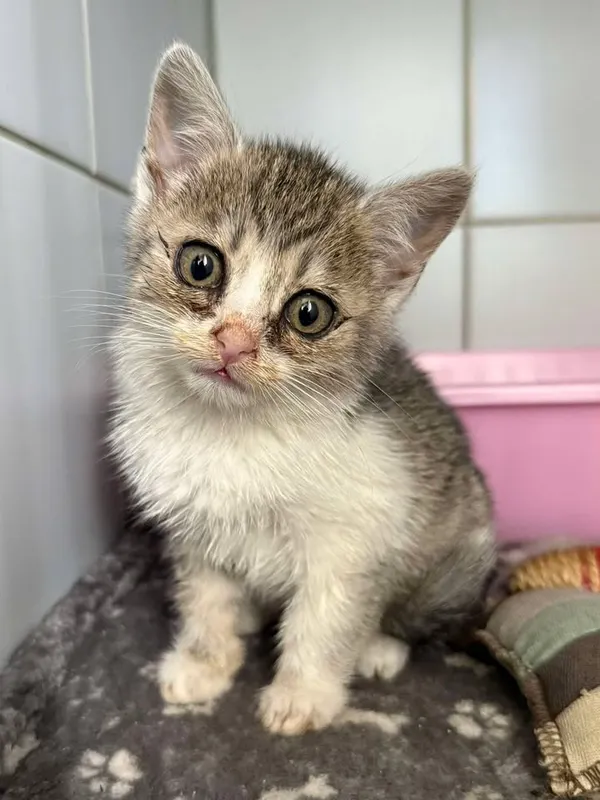 Znaleziono kota, Lublin, 23 maja 2025