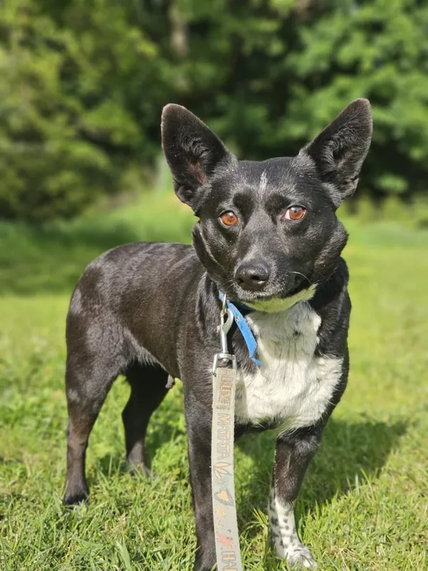 Pies do adopcji, Zgierz, 10 maja 2025 (1/5)