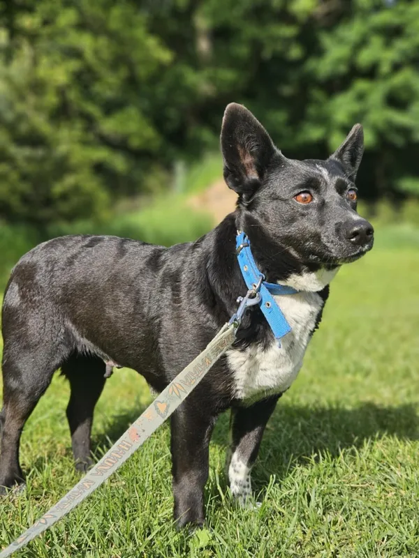 Pies do adopcji, Zgierz, 10 maja 2025 (2/5)