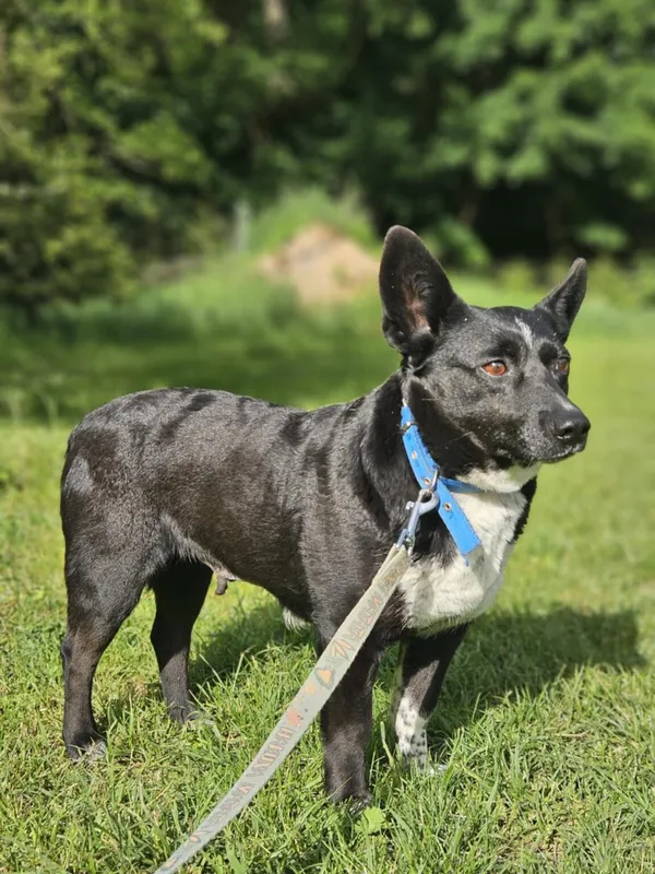 Pies do adopcji, Zgierz, 10 maja 2025 (3/5)