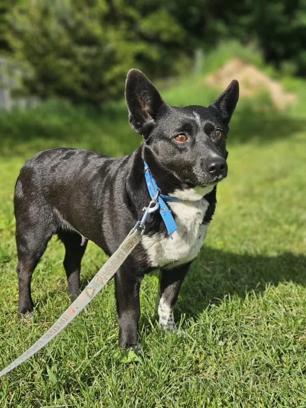 Pies do adopcji, Zgierz, 10 maja 2025 (4/5)