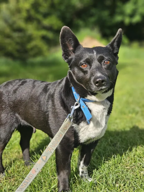 Pies do adopcji, Zgierz, 10 maja 2025 (5/5)