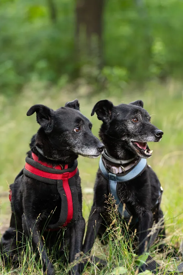 Pies do adopcji, Milanówek, 12 września 2025 (5/5)