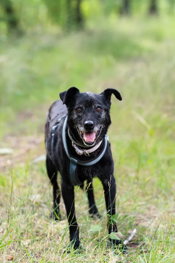 Pies do adopcji, Milanówek, 12 września 2025 (2/5)