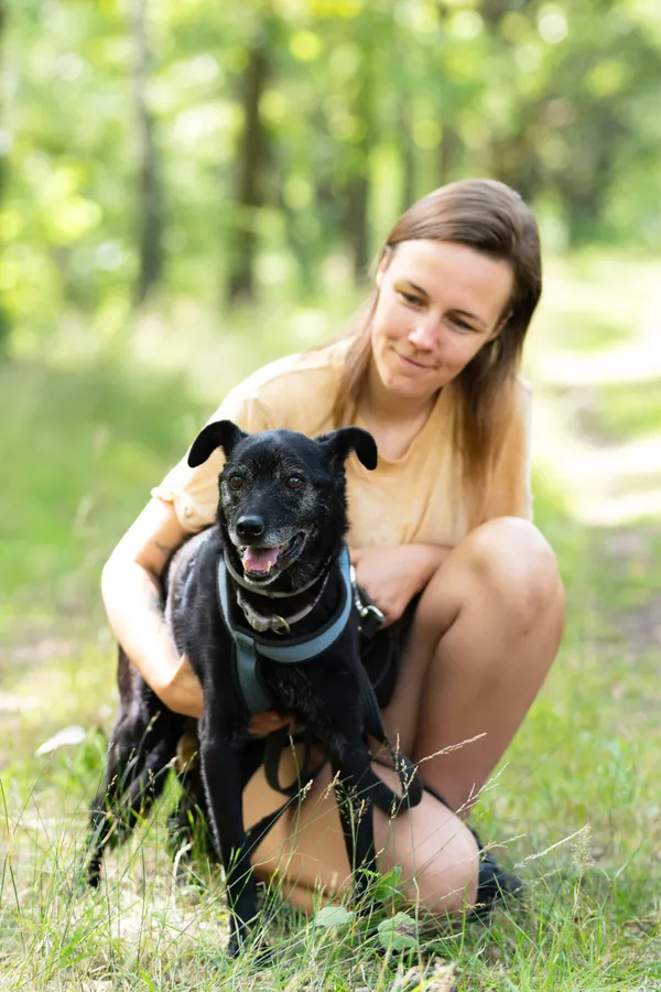 Pies do adopcji, Milanówek, 12 września 2025 (3/5)