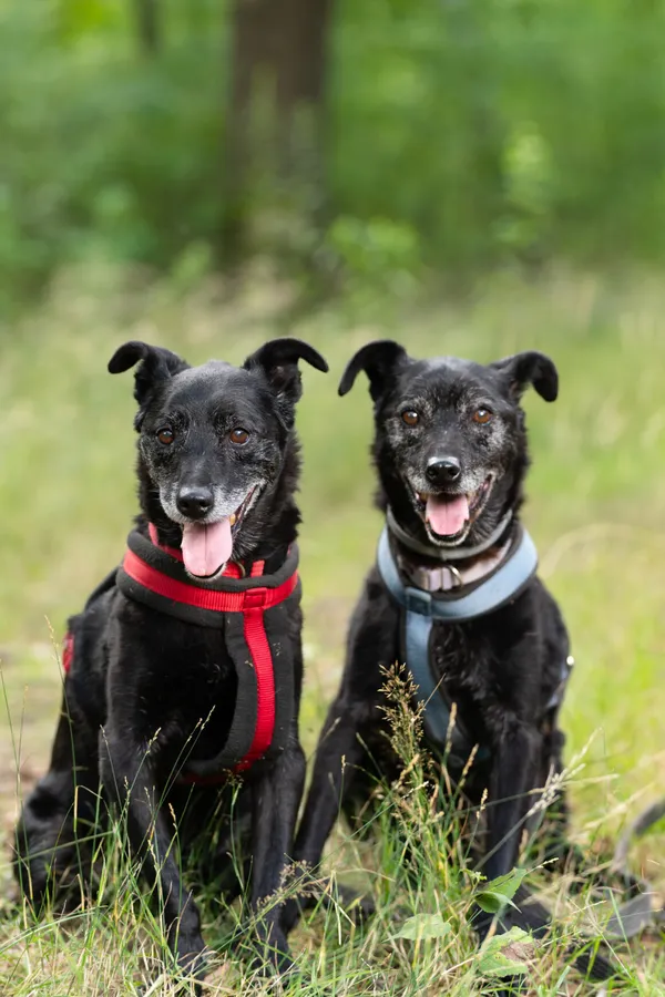 Pies do adopcji, Milanówek, 12 września 2025 (5/5)