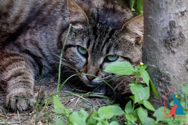 Kot do adopcji, Grudziądz, 8 maja 2025 (5/5)
