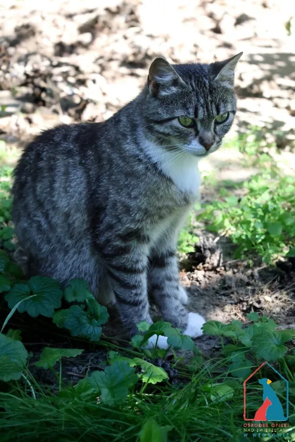 Kot do adopcji, Grudziądz, 8 maja 2025 (1/4)