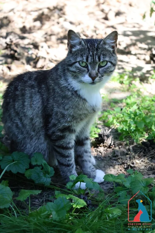 Kot do adopcji, Grudziądz, 8 maja 2025 (2/4)
