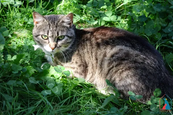 Kot do adopcji, Grudziądz, 8 maja 2025 (3/4)