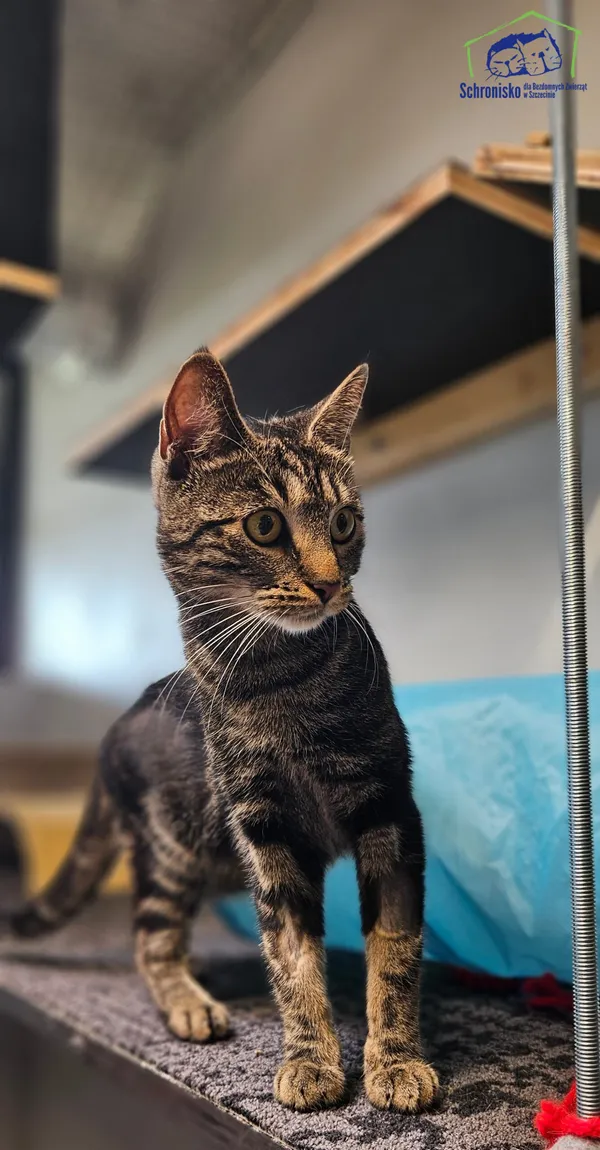 Znaleziono kota, Szczecin, 24 maja 2025 (1/3)