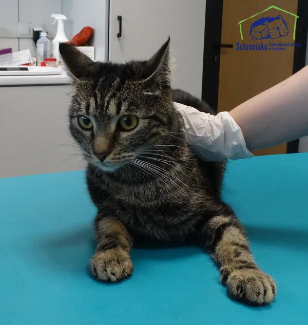 Znaleziono kota, Szczecin, 24 maja 2025 (2/3)