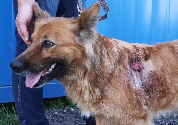 Znaleziono psa, Łódź, 24 maja 2025 (1/5)