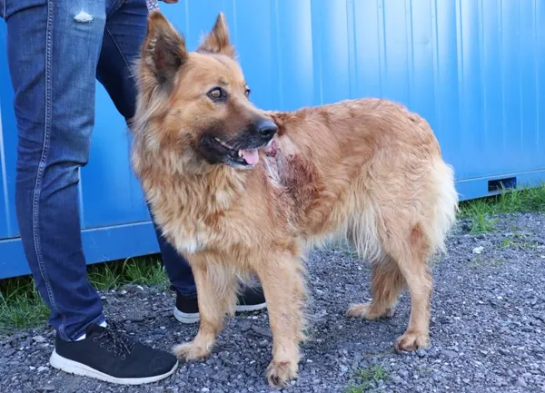 Znaleziono psa, Łódź, 24 maja 2025 (2/5)