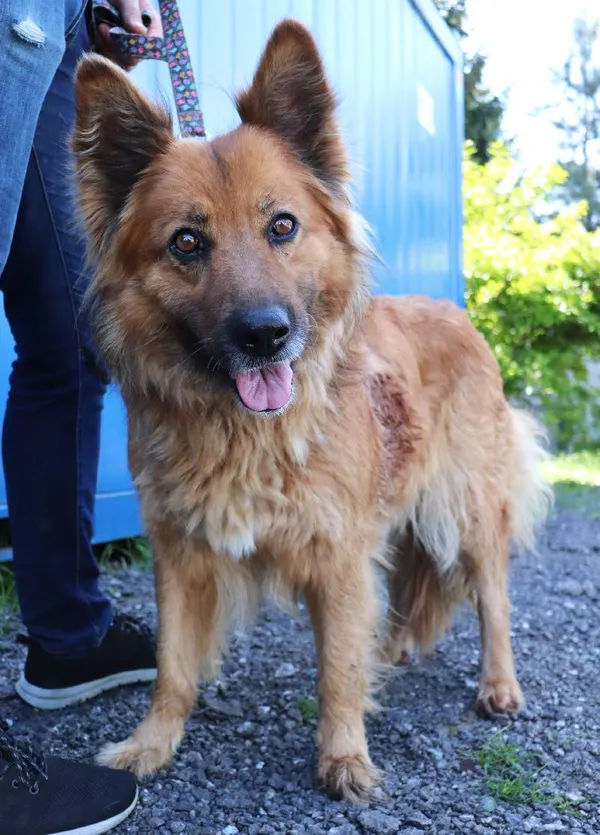 Znaleziono psa, Łódź, 24 maja 2025 (3/5)