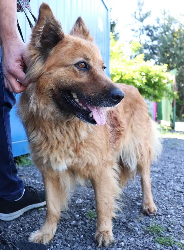 Znaleziono psa, Łódź, 24 maja 2025 (4/5)