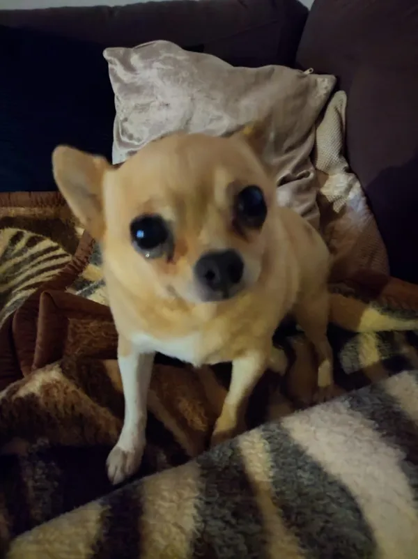 Zaginął pies, Łódź, 24 maja 2025