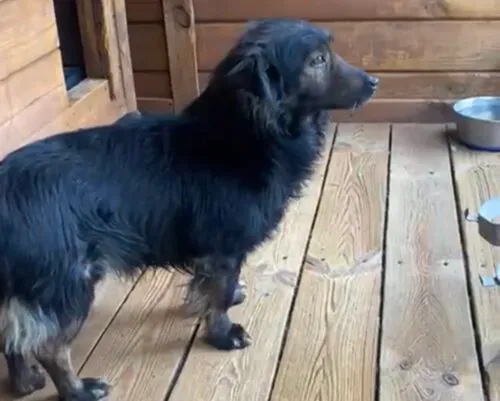 Pies do adopcji, Głowno, 24 maja 2025 (1/5)