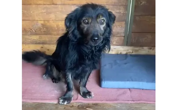 Pies do adopcji, Głowno, 24 maja 2025 (4/5)