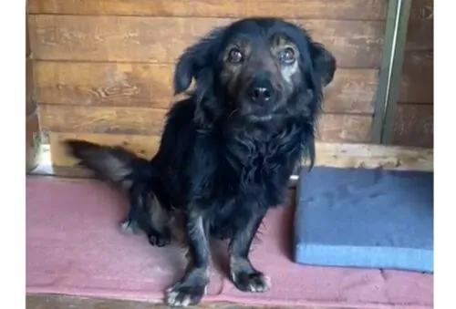 Pies do adopcji, Głowno, 24 maja 2025 (5/5)