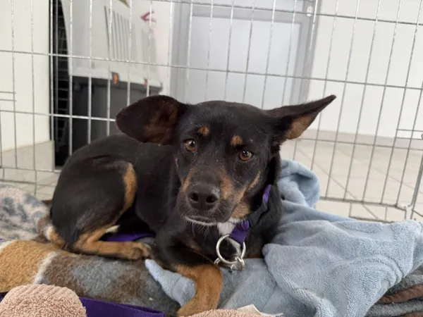 Pies do adopcji, Kraków, 9 maja 2025