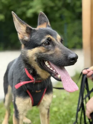 Pies do adopcji, Kraków, 9 maja 2025 (1/5)