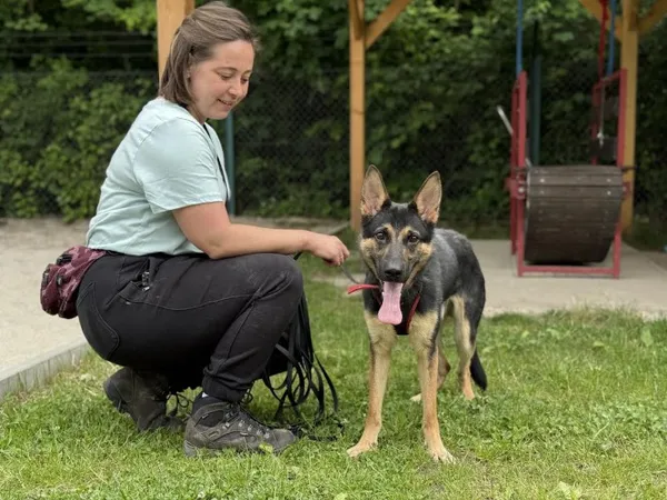 Pies do adopcji, Kraków, 9 maja 2025 (2/5)