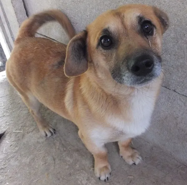 Znaleziono psa, Nowa Krępa, 16 maja 2025