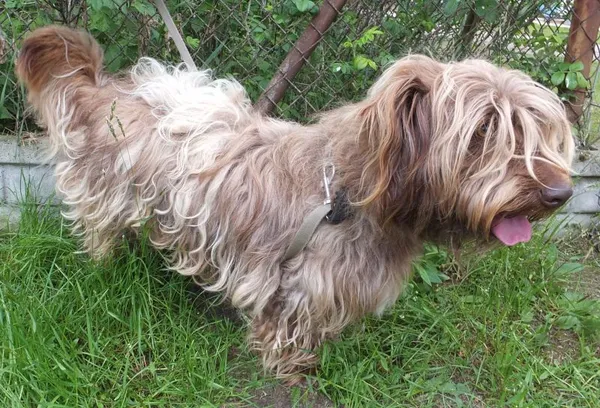 Znaleziono psa, Nowa Krępa, 19 maja 2025