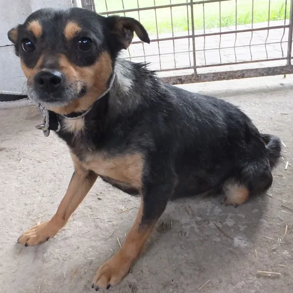 Znaleziono psa, Nowa Krępa, 16 maja 2025