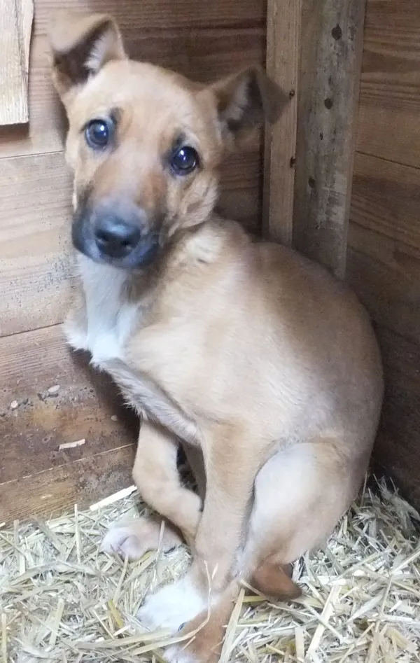 Znaleziono psa, Nowa Krępa, 13 maja 2025