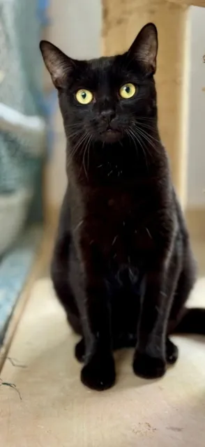 Kot do adopcji, Piła, 18 września 2024