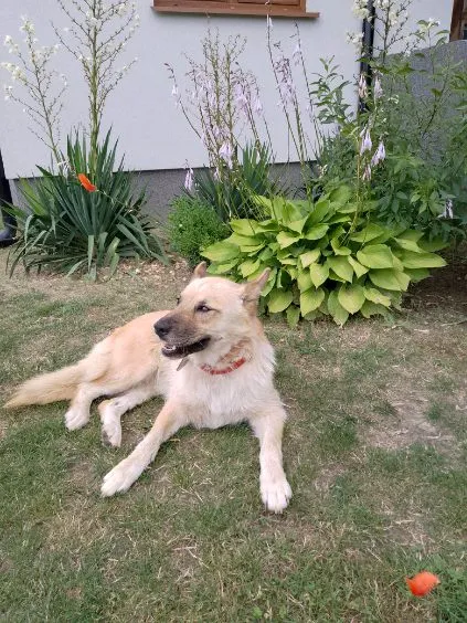 Zaginął pies, Zaróbka, 25 maja 2025 (1/3)