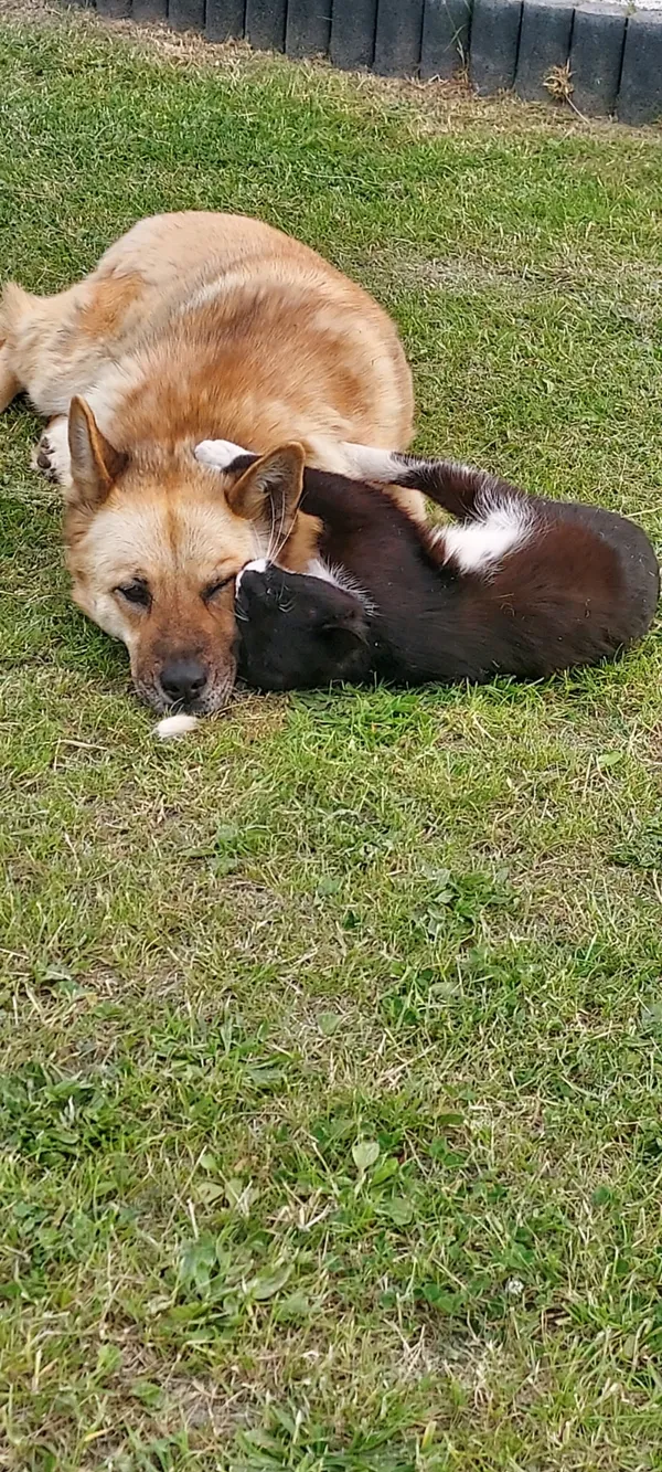 Zaginął pies, Zaróbka, 25 maja 2025 (2/3)