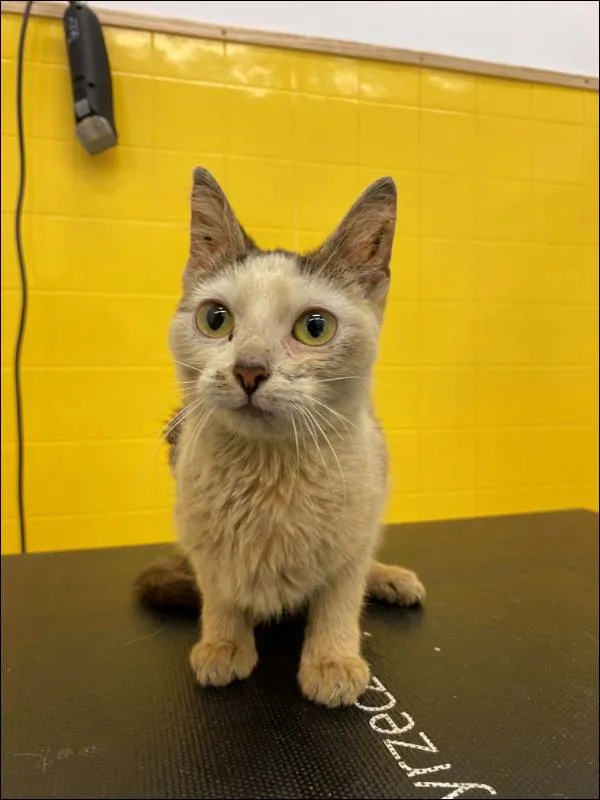 Znaleziono kota, Grudziądz, 24 maja 2025