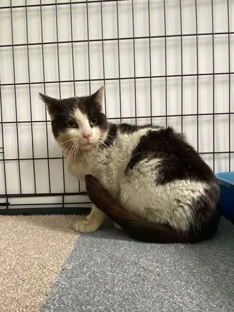 Znaleziono kota, Grudziądz, 24 maja 2025