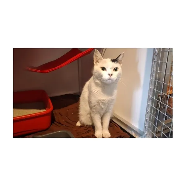 Znaleziono kota, Białystok, 23 maja 2025