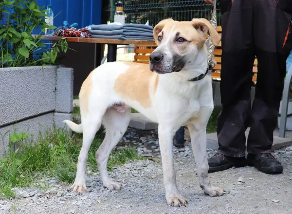 Znaleziono psa, Łódź, 25 maja 2025 (2/5)