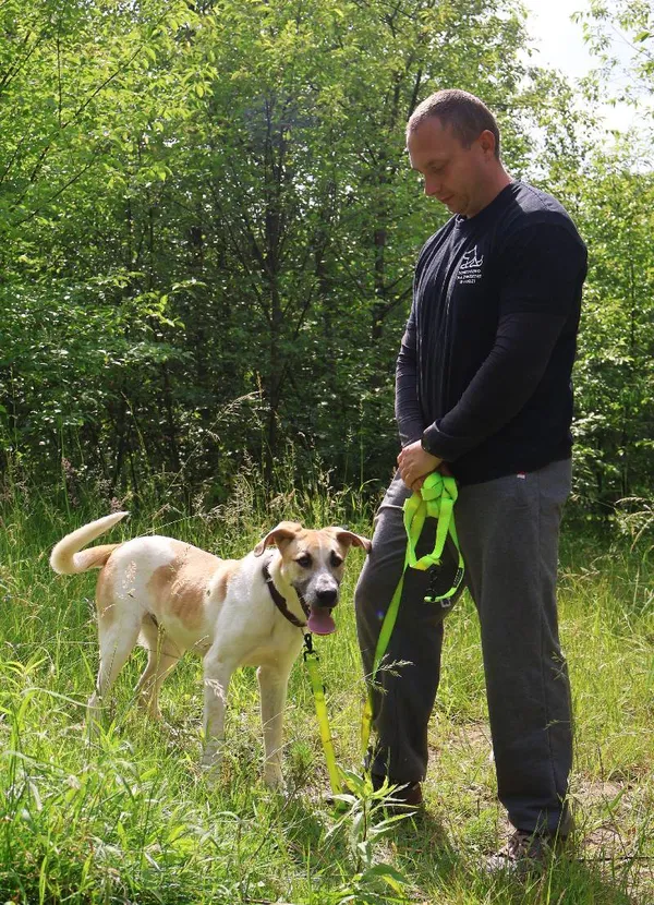 Znaleziono psa, Łódź, 25 maja 2025 (5/5)