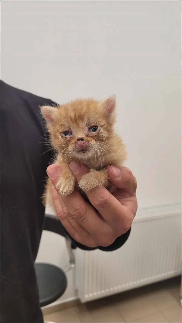 Znaleziono kota, Grudziądz, 24 maja 2025