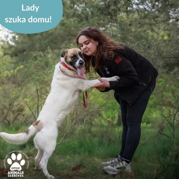 Pies do adopcji, Dąbrówka, 25 maja 2025 (2/5)